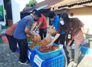 Aksi borong cabai milik petani