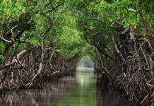 Mangroves