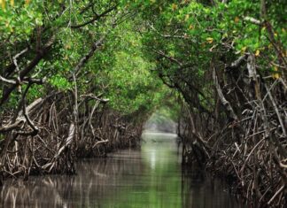 Mangroves