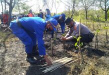 Penanaman bibit mangrove di Pantai Tirang