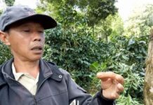 Sudarman Pelestari Kopi