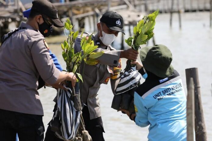 Penanaman bibit mangrove