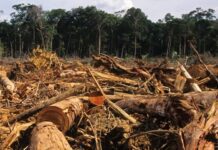 Deforestasi