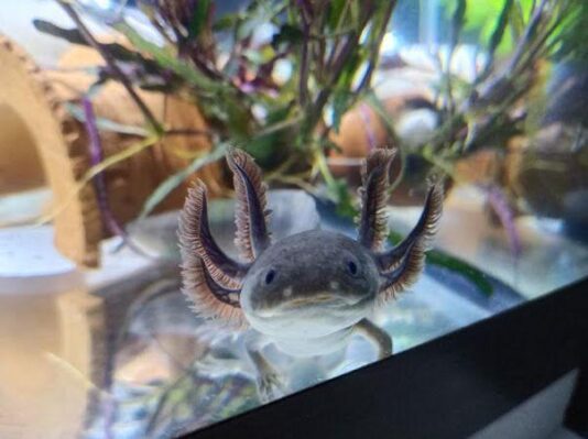 Ikan Axolotl