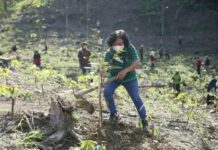 Tanam bibit pohon buah di lahan tandus