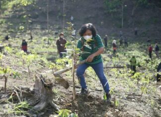 Tanam bibit pohon buah di lahan tandus