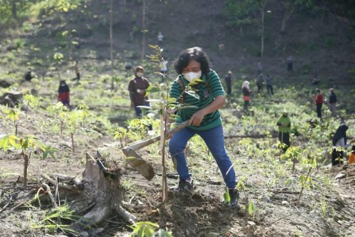 Tanam bibit pohon buah di lahan tandus