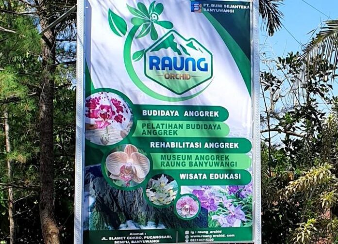 Raung Orchid Raung Orchid