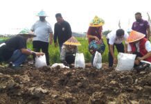 Tanam bibit jahe