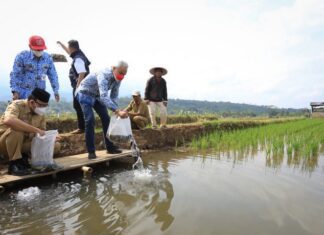 Tabur benih ikan