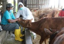 Vaksinasi hewan ternak
