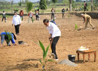 Penanaman bibit kelapa genjah