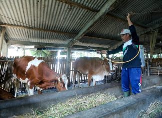 Peternak menyemprot desinfektan