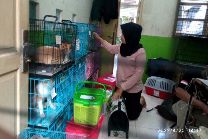 Program sterilisasi kucing pasar