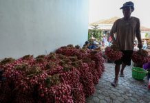 Petani bawang merah