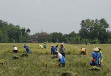 Garap lahan pertanian