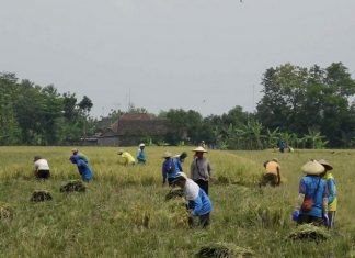 Garap lahan pertanian