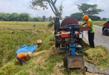 Menggiling padi di sawah