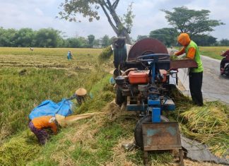 Menggiling padi di sawah