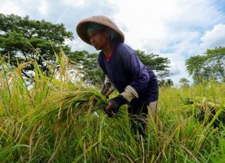 Seorang petani sedang memanen padi Srinuk.