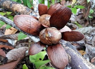 Buah Tengkawang