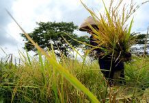 Petani saat memanen padi di Klaten