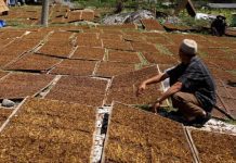 Petani saat menjemur tembakau