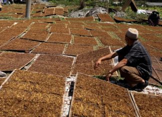 Petani saat menjemur tembakau