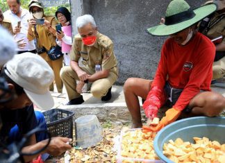Mengolah porang jadi pangan alternatif