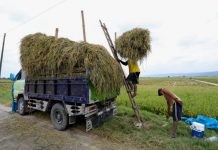 Petani mengangkut padi