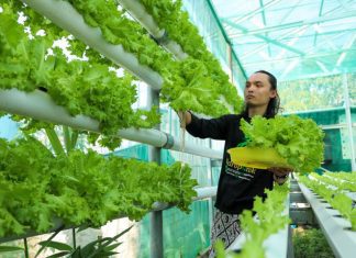 Petani milenial asal Tegal