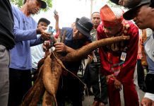 Singkong yang akan diolah menjadi tepung mokaf