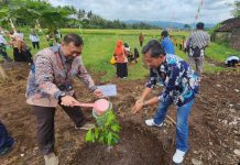 Penanaman seribu bibit pohon alpukat