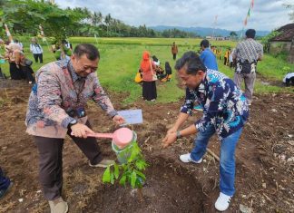 Penanaman seribu bibit pohon alpukat