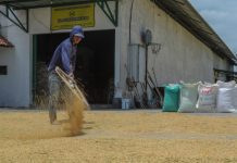 Petani sedang menjemur padi