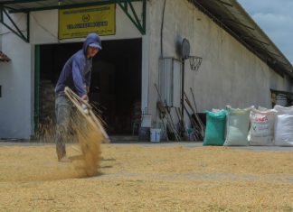 Petani sedang menjemur padi