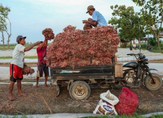 Komoditas bawang merah