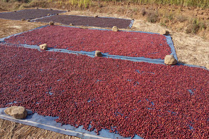 Kopi Cibeureum sedang dijemur