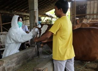 Vaksin kepada ternak sapi