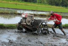 Seorang petani sedang membajak sawah