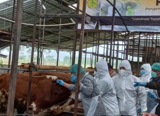Vaksinasi kepada hewan ternak
