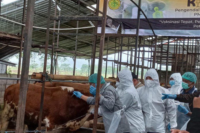 Vaksinasi kepada hewan ternak