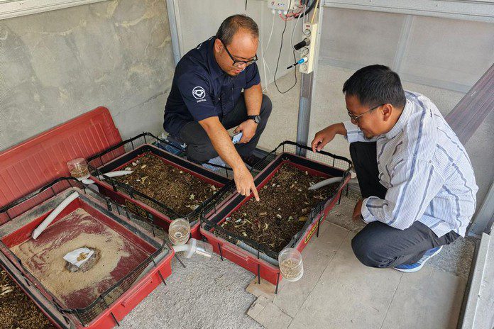 Kembang biak maggot di Ponpes Kembang biak maggot di Ponpes