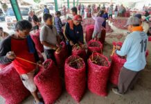 Petani bawang merah di Brebes