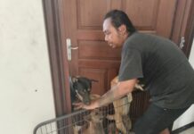 Aktivis pecinta anjing