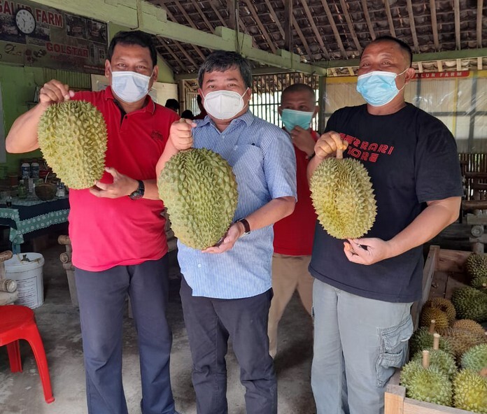 Bobot buah durian varietas kromo