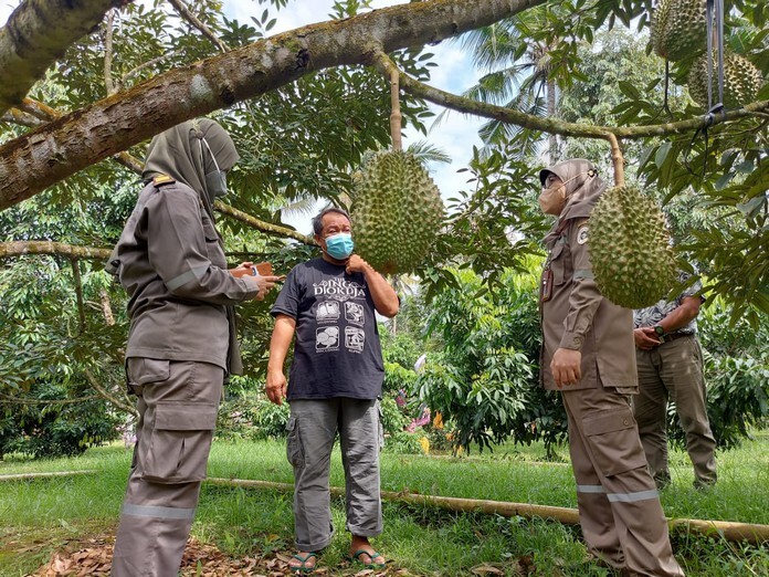 Tanaman durian varietas kromo