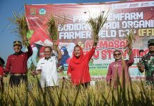 Panen Demfarm Budi Daya Padi Organik