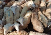 Kambing