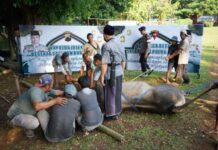 Prosesi penyembelihan hewan kurban di lingkungan Polda Jateng, dan nantinya daging hewan kurban dibagikan ke warga sekitar.